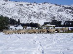 Taiaroa Cow photo snow.jpg